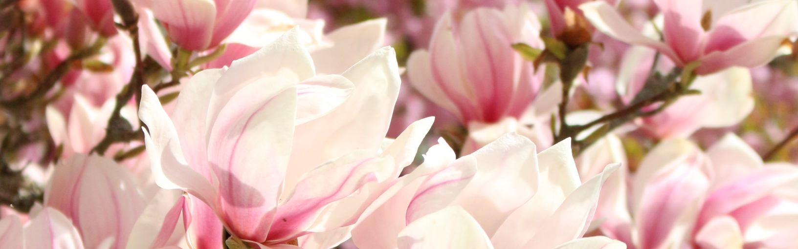 HOCHWERTIGE GARNE ZUM STRICKEN, HÄKELN & FILZEN Garne & Wolle kaufen ❘ LANA GROSSA