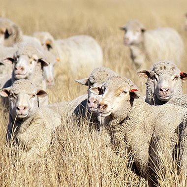 LANA GROSSA Wolle & Garne | FILATI Onlineshop | Versandkostenfrei!