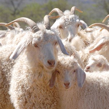 Mohairwolle