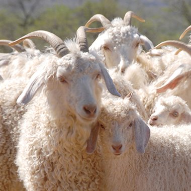 Mohairwolle