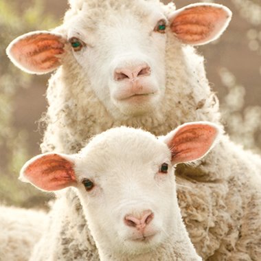 LANA GROSSA Wolle & Garne | FILATI Onlineshop | Versandkostenfrei!