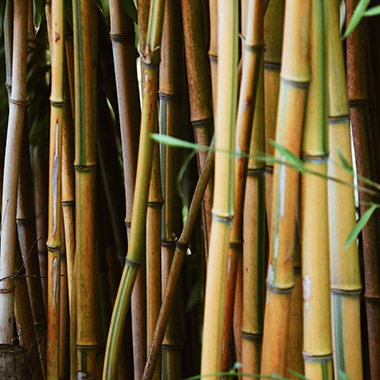 Bambuswolle